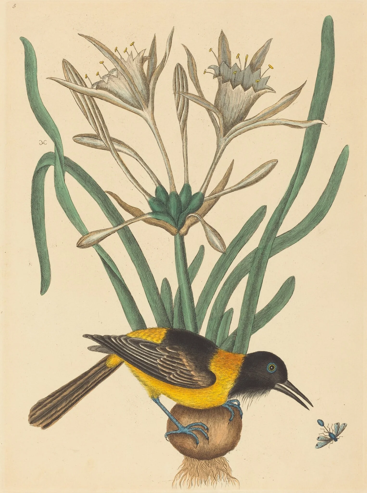 The Yellow and Black Pye (Oriolus Icterus)