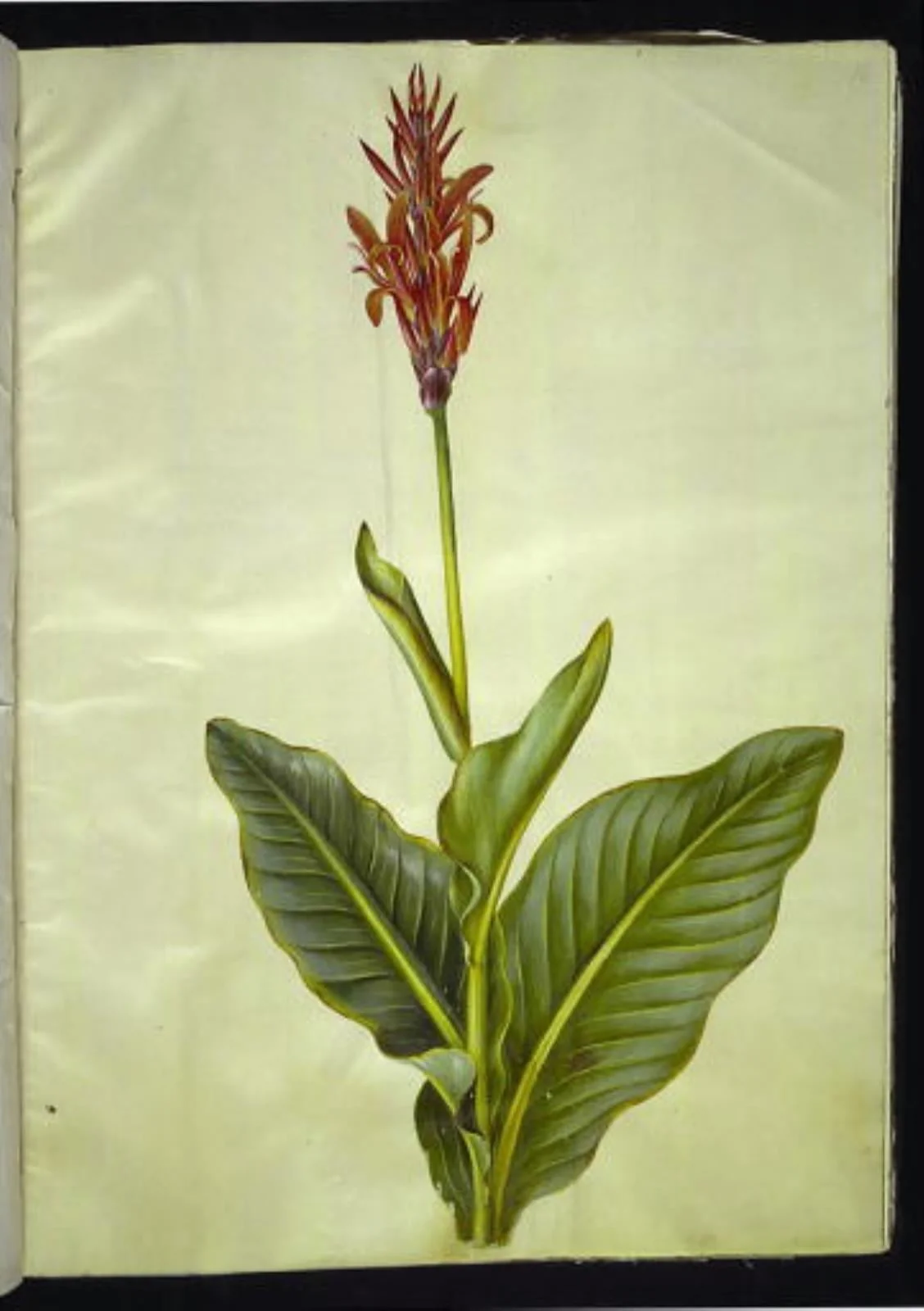 Canna indica (spiselig kanna), by Unknown, unspecified, 1654