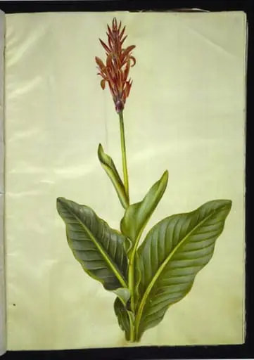 Canna indica (spiselig kanna)