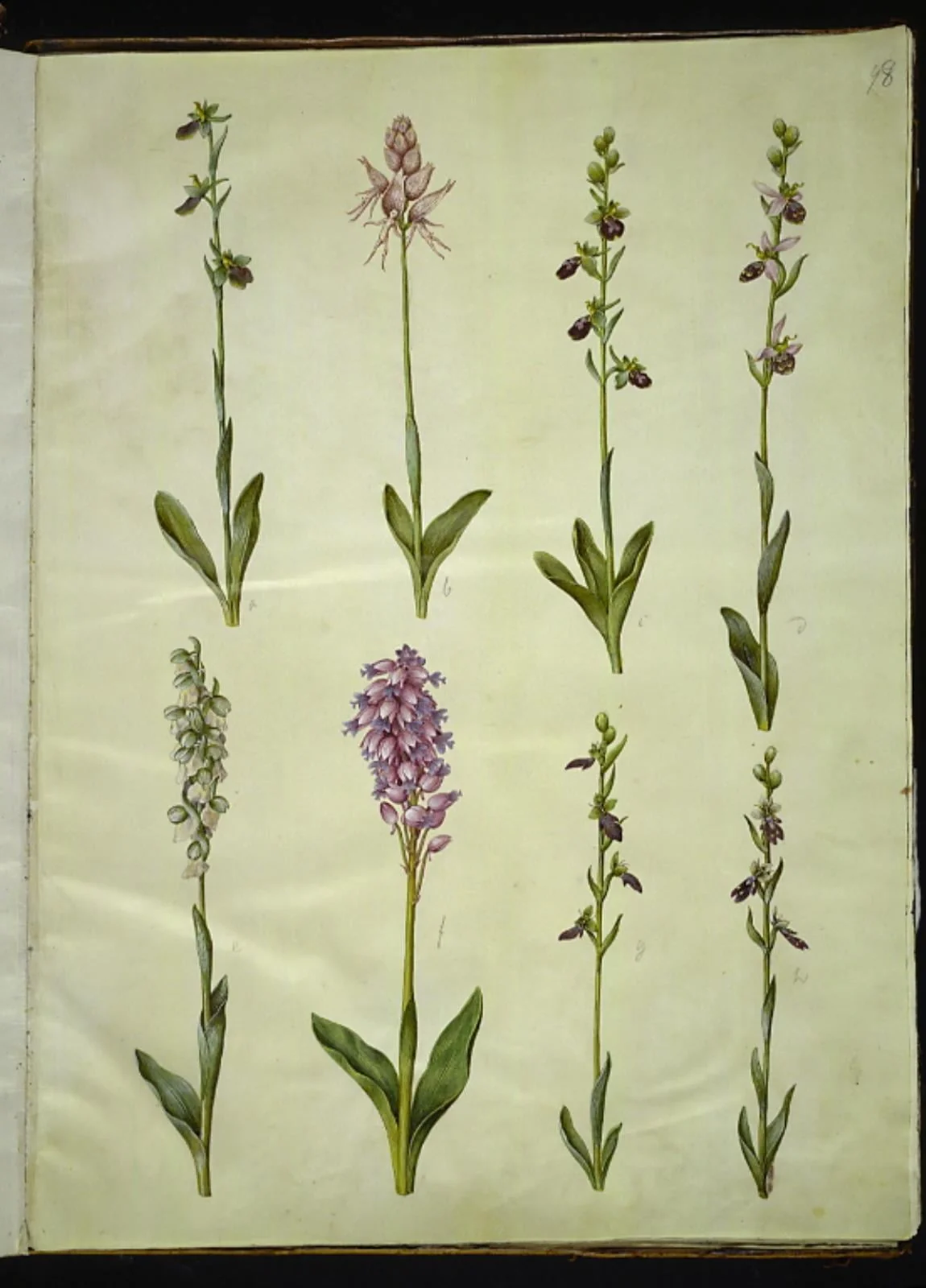 Ophrys apifera eller Ophrys sphegodes (bi-flueblomst eller tidlig flueblomst); "Orchis simia" (fantasiblomst); Ophrys apifera (bi-flueblomst); Orchis (gøgeurt); Orchis militaris (ridder-gøgeurt); Ophrys insectifera (almindelig flueblomst), by Unknown, unspecified, 1654