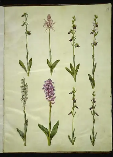 Ophrys apifera eller Ophrys sphegodes (bi-flueblomst eller tidlig flueblomst); "Orchis simia" (fantasiblomst); Ophrys apifera (bi-flueblomst); Orchis (gøgeurt); Orchis militaris (ridder-gøgeurt); Ophrys insectifera (almindelig flueblomst)
