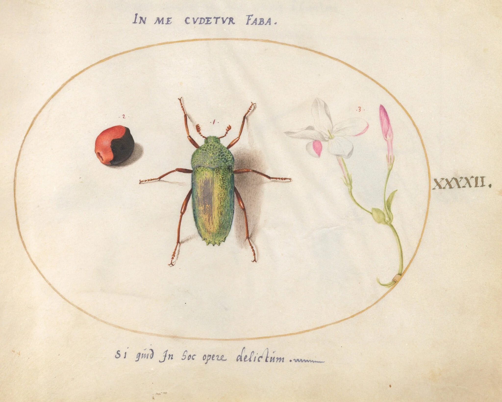 Plate 42: Jewel Beetle with a Rosary Pea and a Flower (Oleander?), by Joris Hoefnagel, gouache, 1594