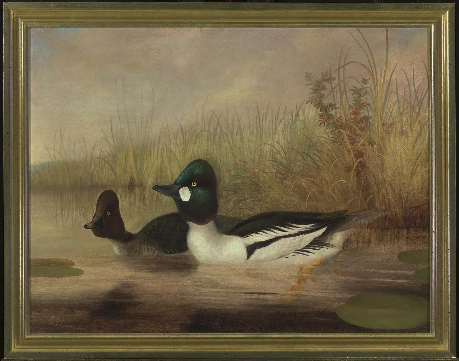 Buffel Head Ducks, by Isaac Sprague, oil, 1861