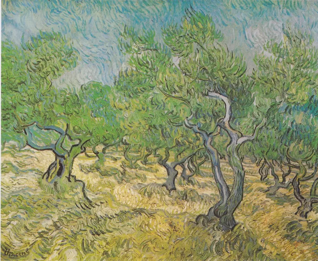 Olive Grove