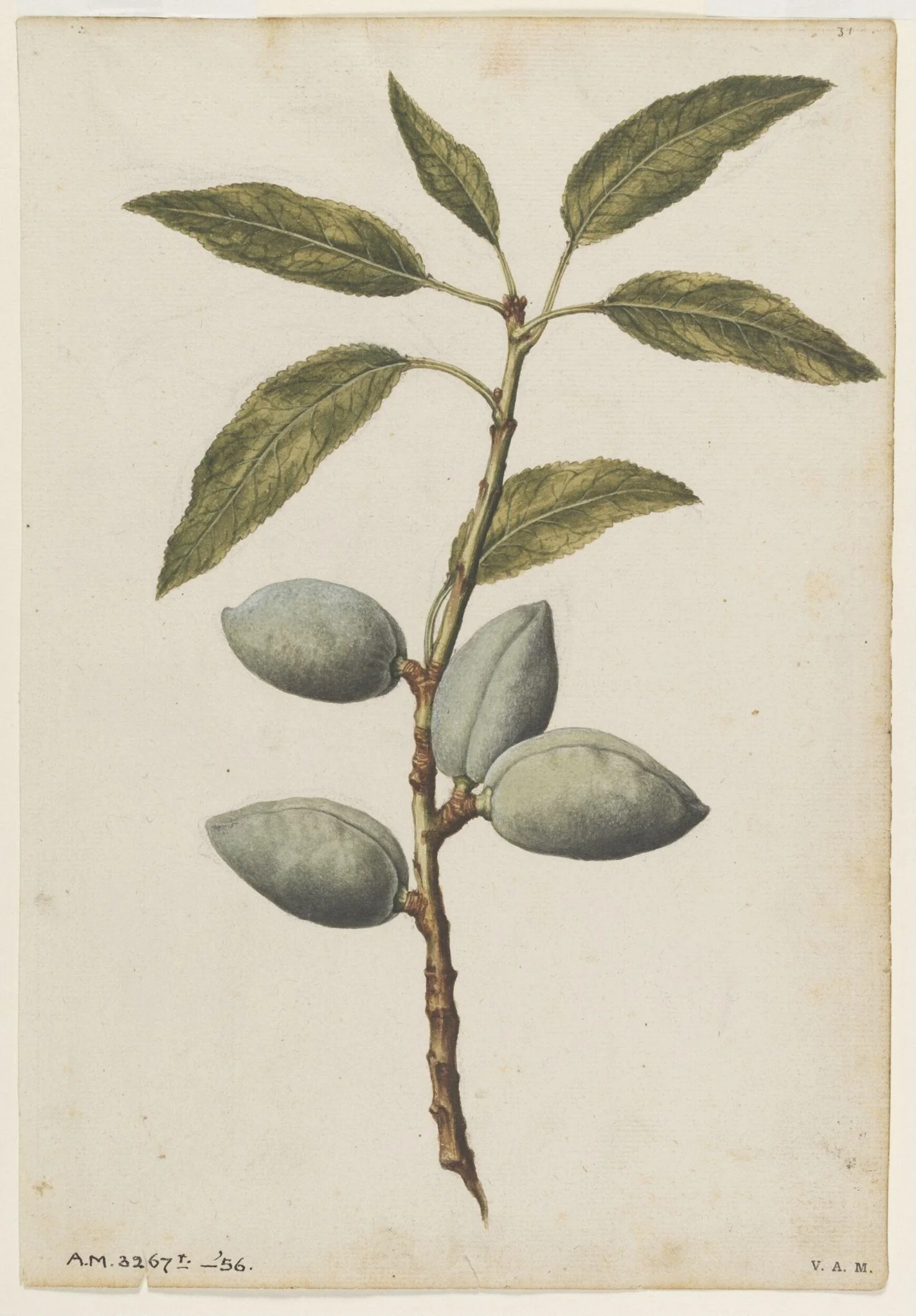 Almond plant, by Jacques Le Moyne de Morgues, watercolor, 1568