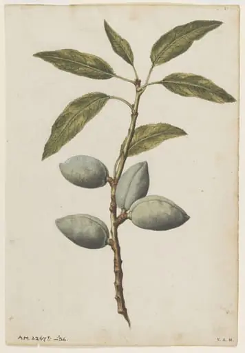 Almond plant