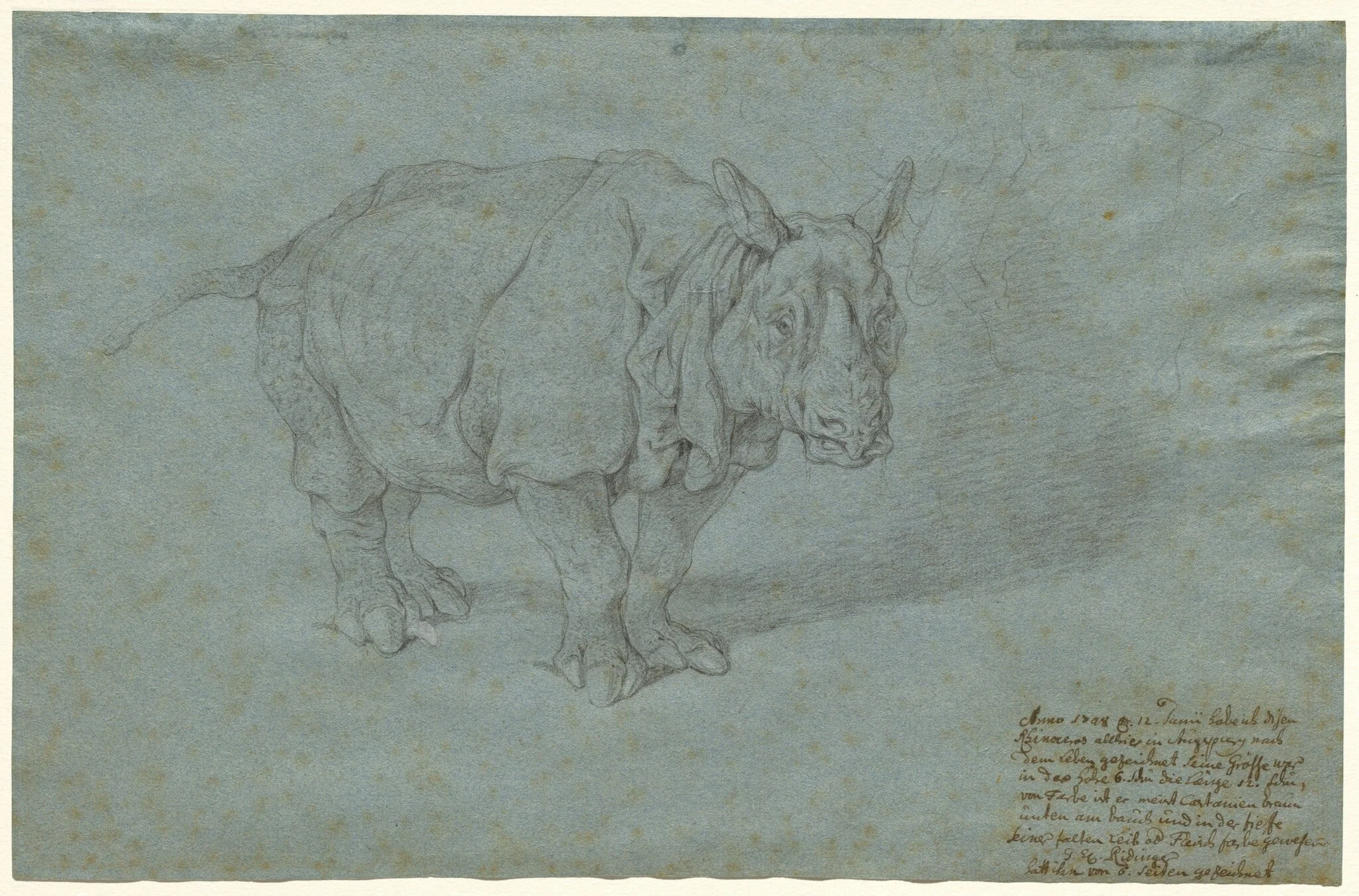 The Rhinoceros "Miss Clara"