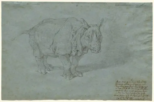 The Rhinoceros "Miss Clara"