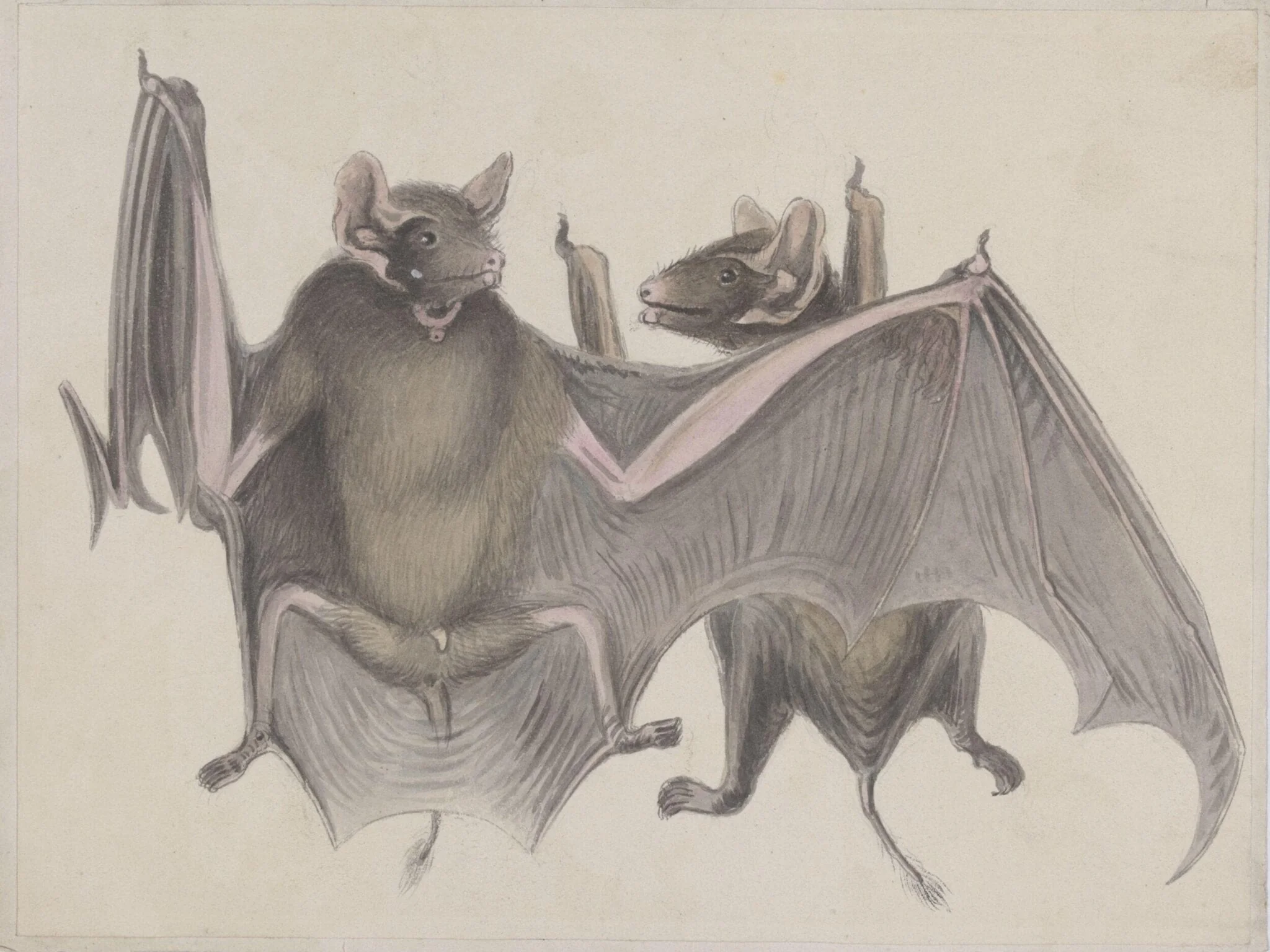Two bats., by Unknown, paint, 1824