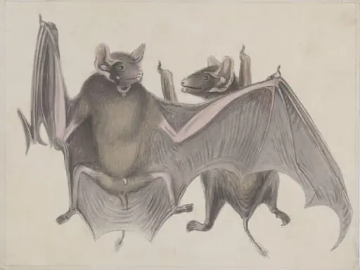 Two bats.