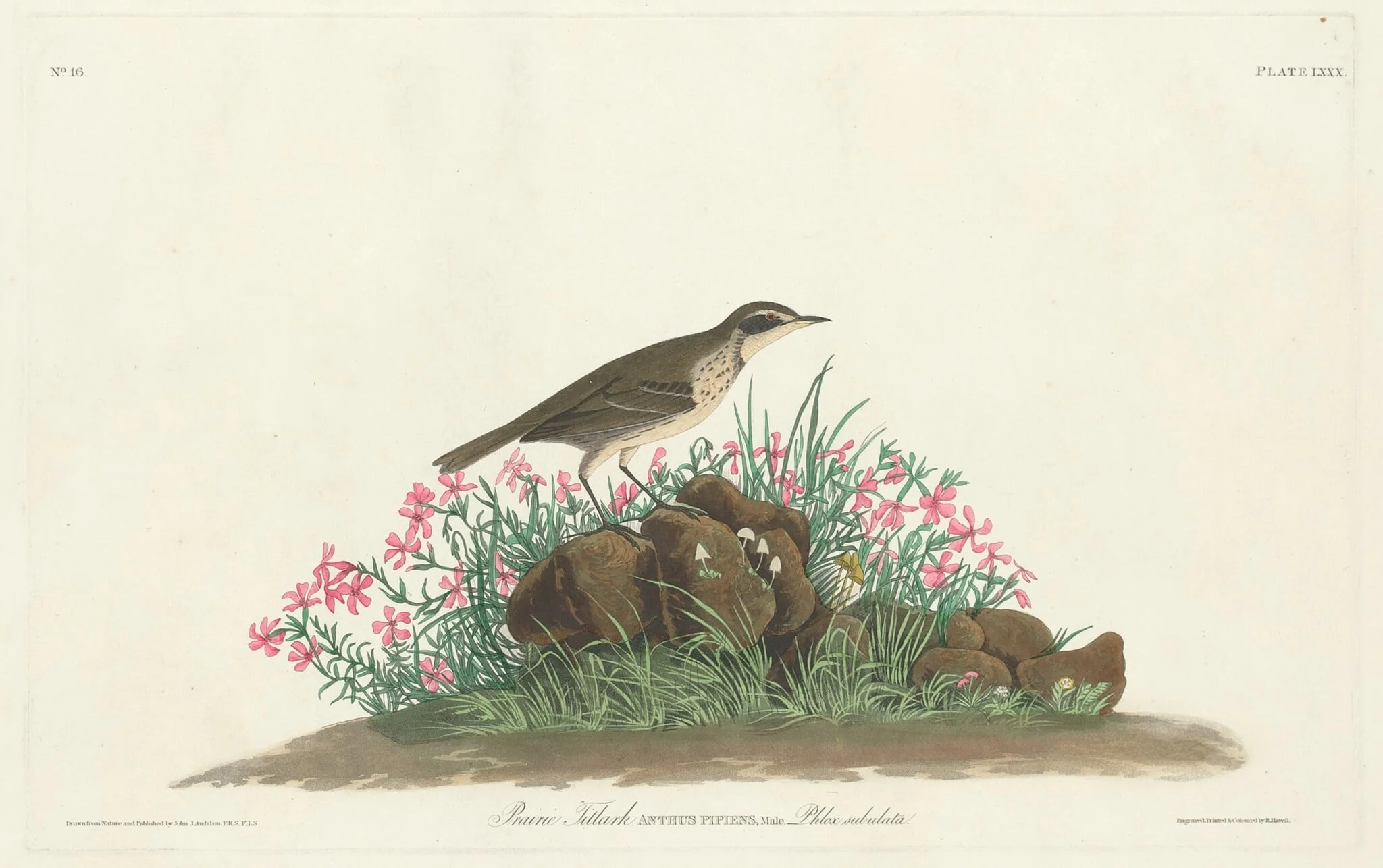 Prairie Titlark, by Robert Havell Jr., ink, 1836