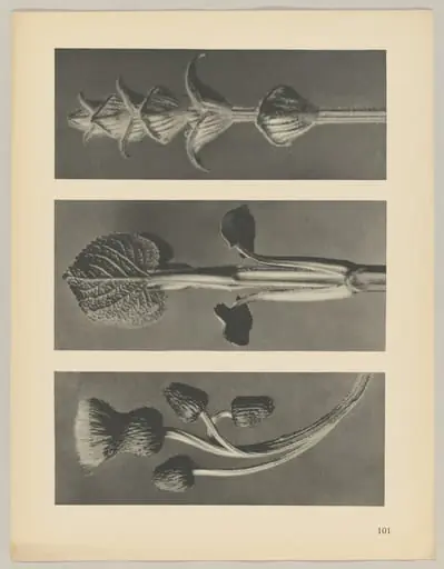 a Cirsium canum; b Phlomis umbrosa; c salvia