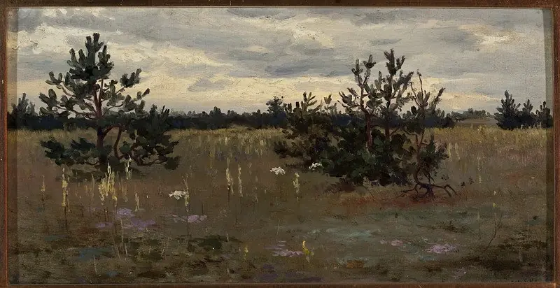 Clearing with pine trees
