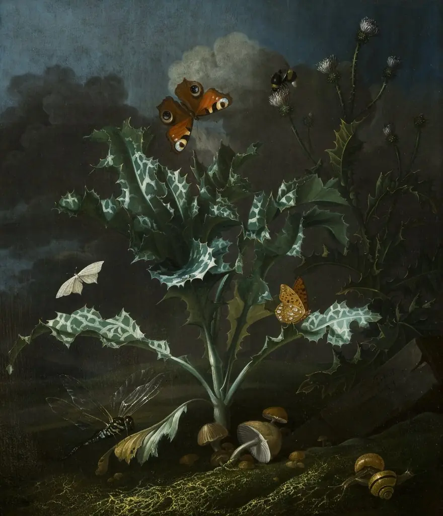 Thistles and Butterflies
