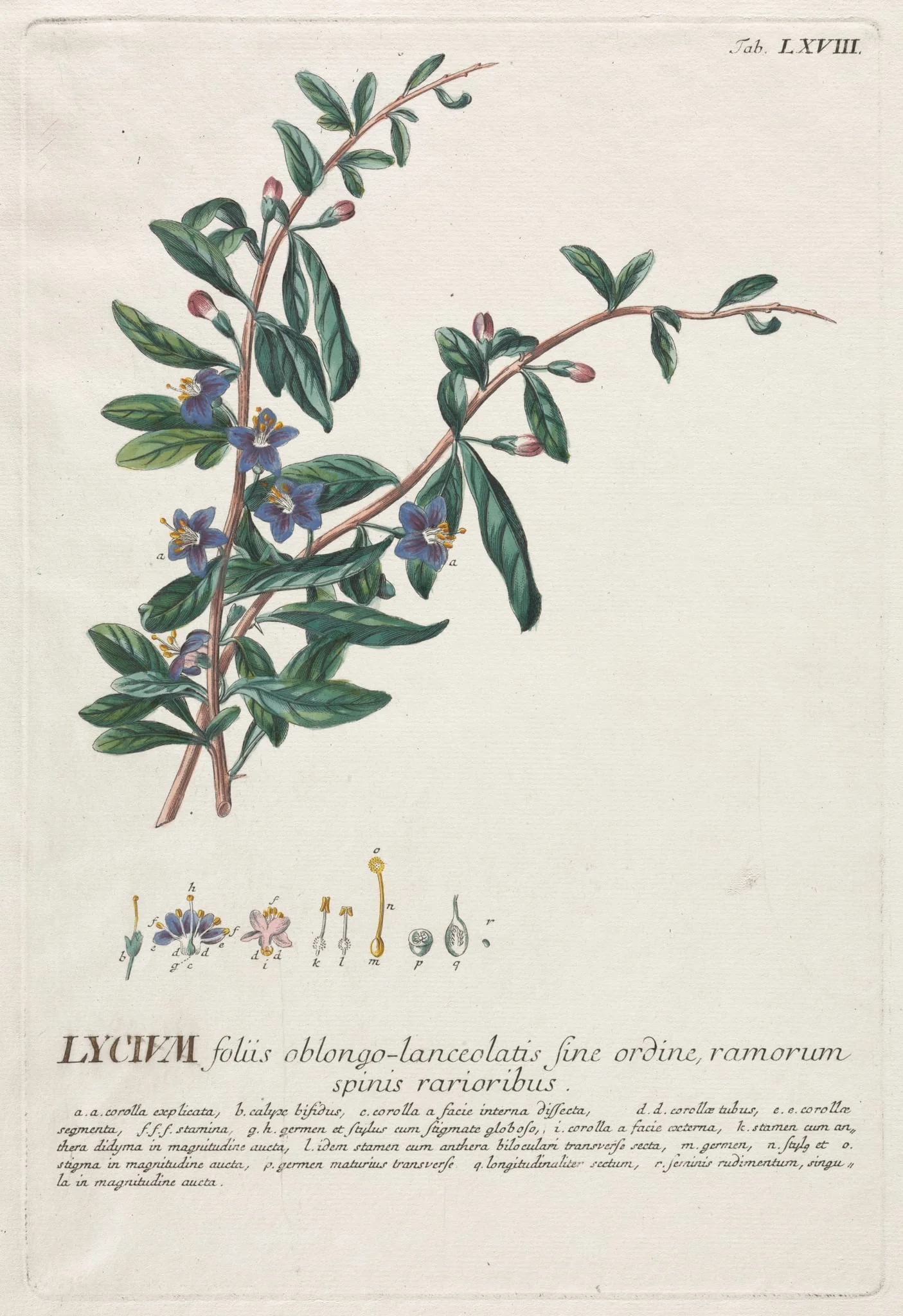 Plantae Selectae:  No. 68 - Lycium, by Georg Dionysius Ehret, 1762