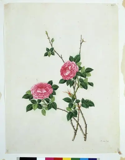 Chinese Rose
