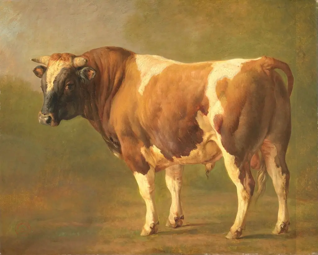 Study of a Bull