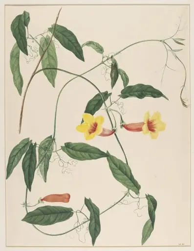 Bignonia Capreolata