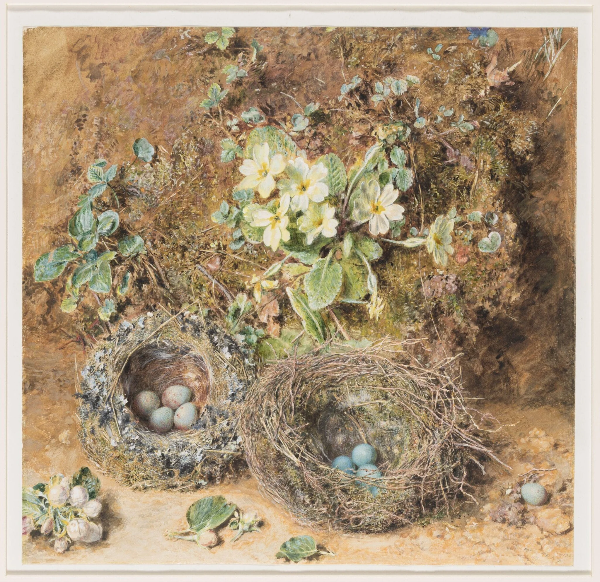 Primroses and Bird's Nests