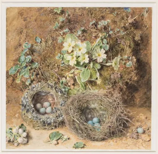 Primroses and Bird's Nests