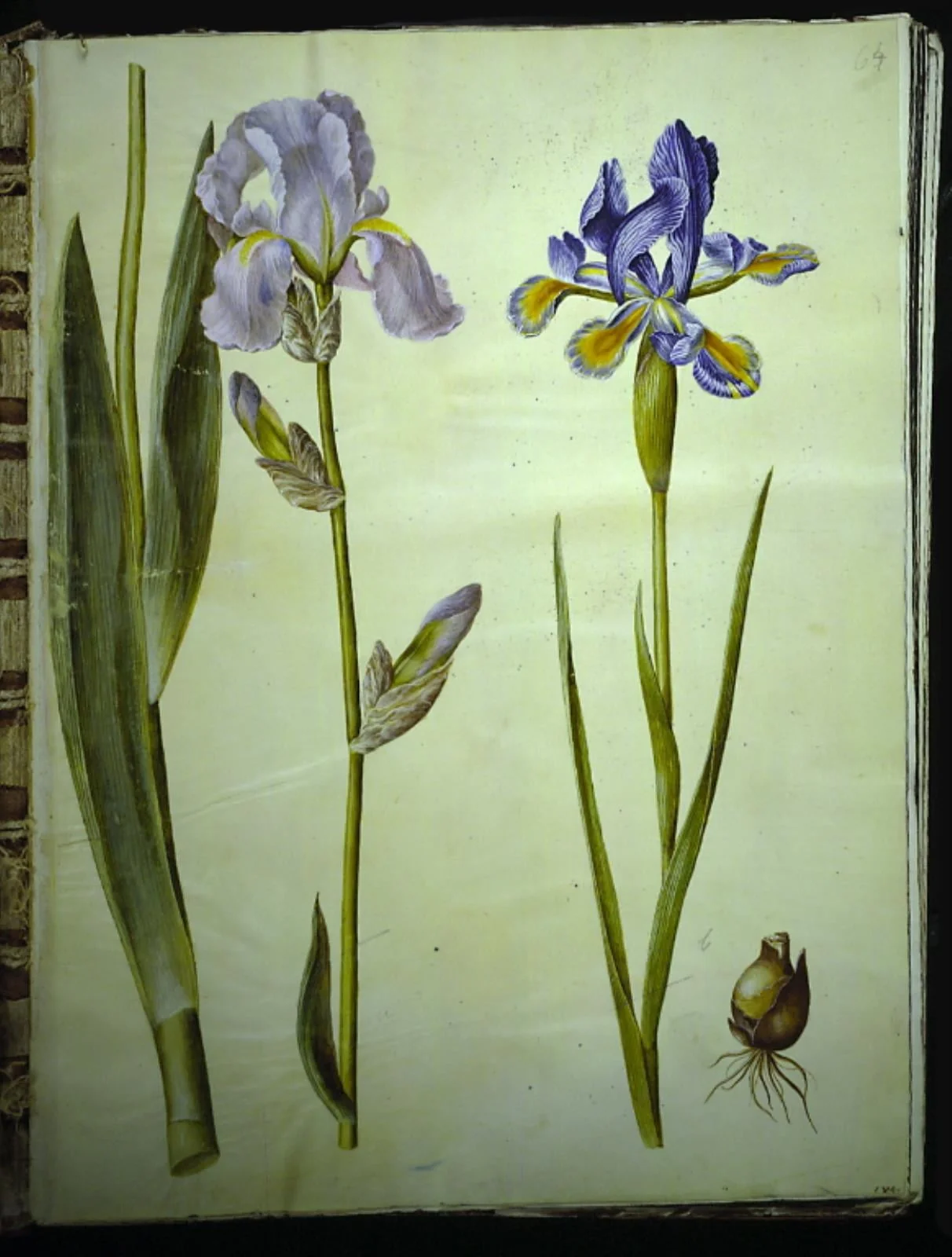Iris ×germanica (have-iris); Iris xiphium (spansk iris), by Unknown, unspecified, 1654