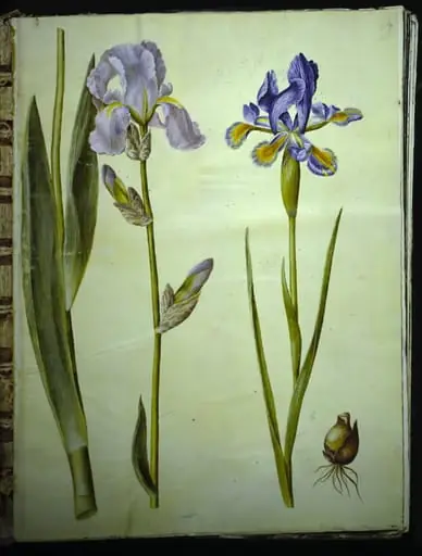 Iris ×germanica (have-iris); Iris xiphium (spansk iris)