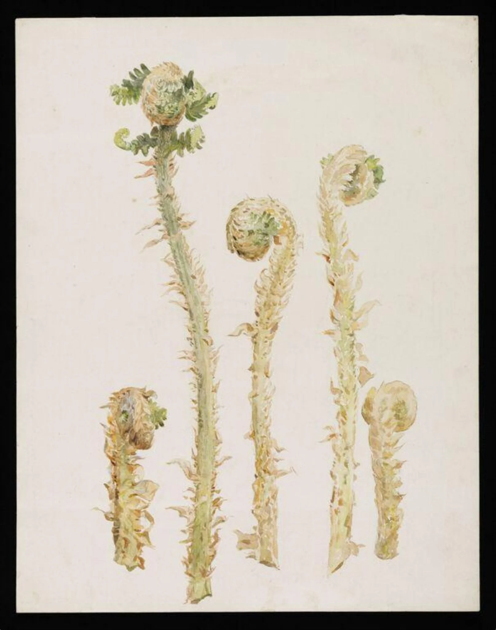 Studies of hart's-tongue fern, by Beatrix Potter, watercolor, 1901