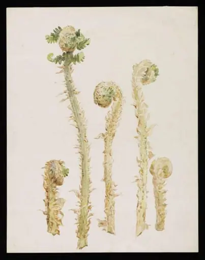 Studies of hart's-tongue fern