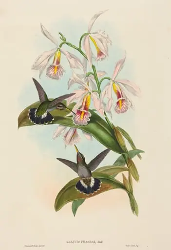 Glaucis fraseri (Fraser's Barbed-throat)