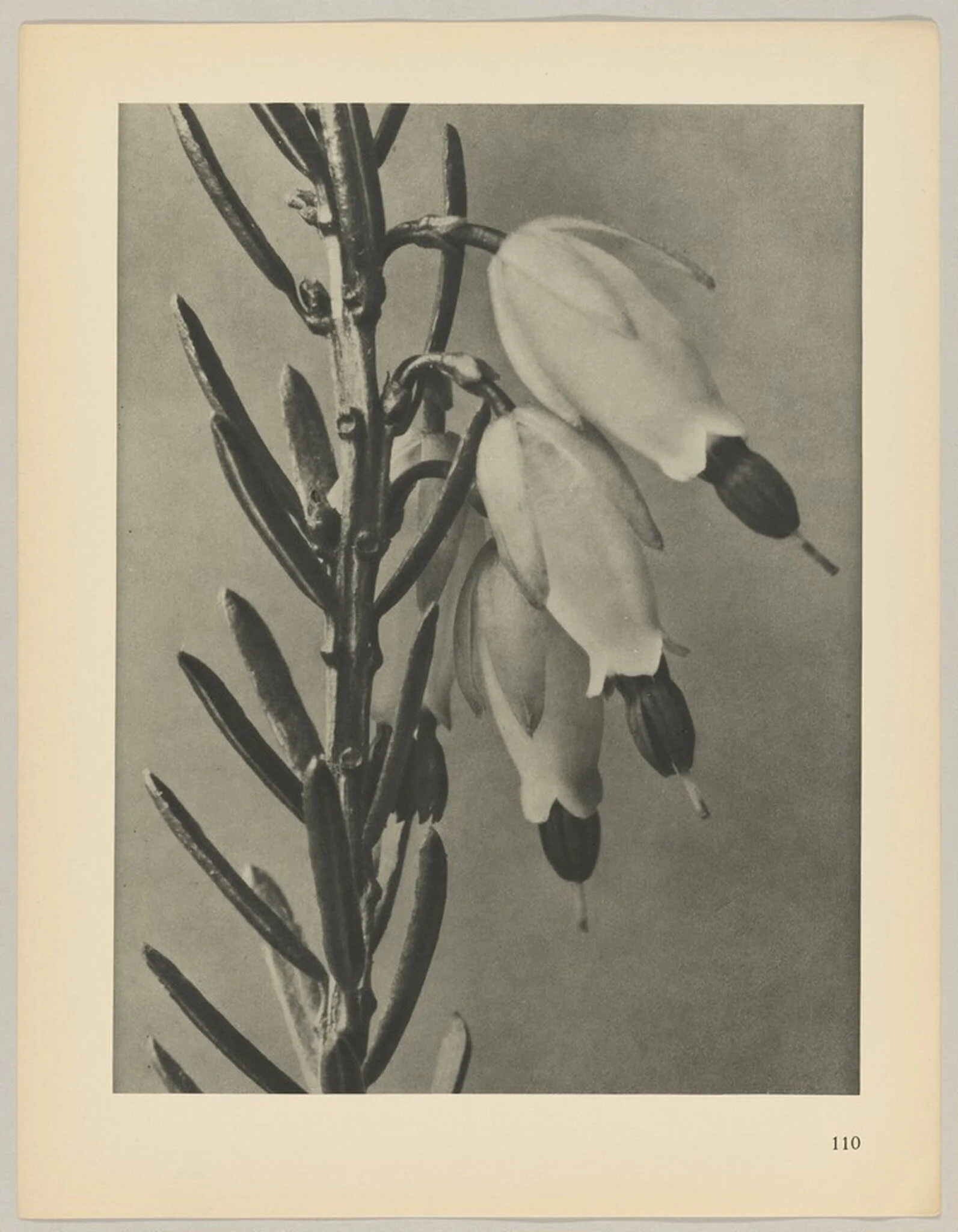 Erica herbacea, by Karl Blossfeldt, 1928