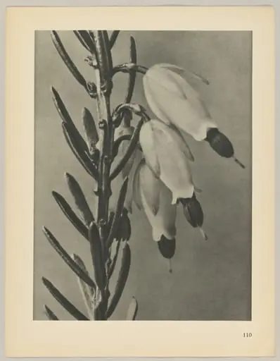 Erica herbacea