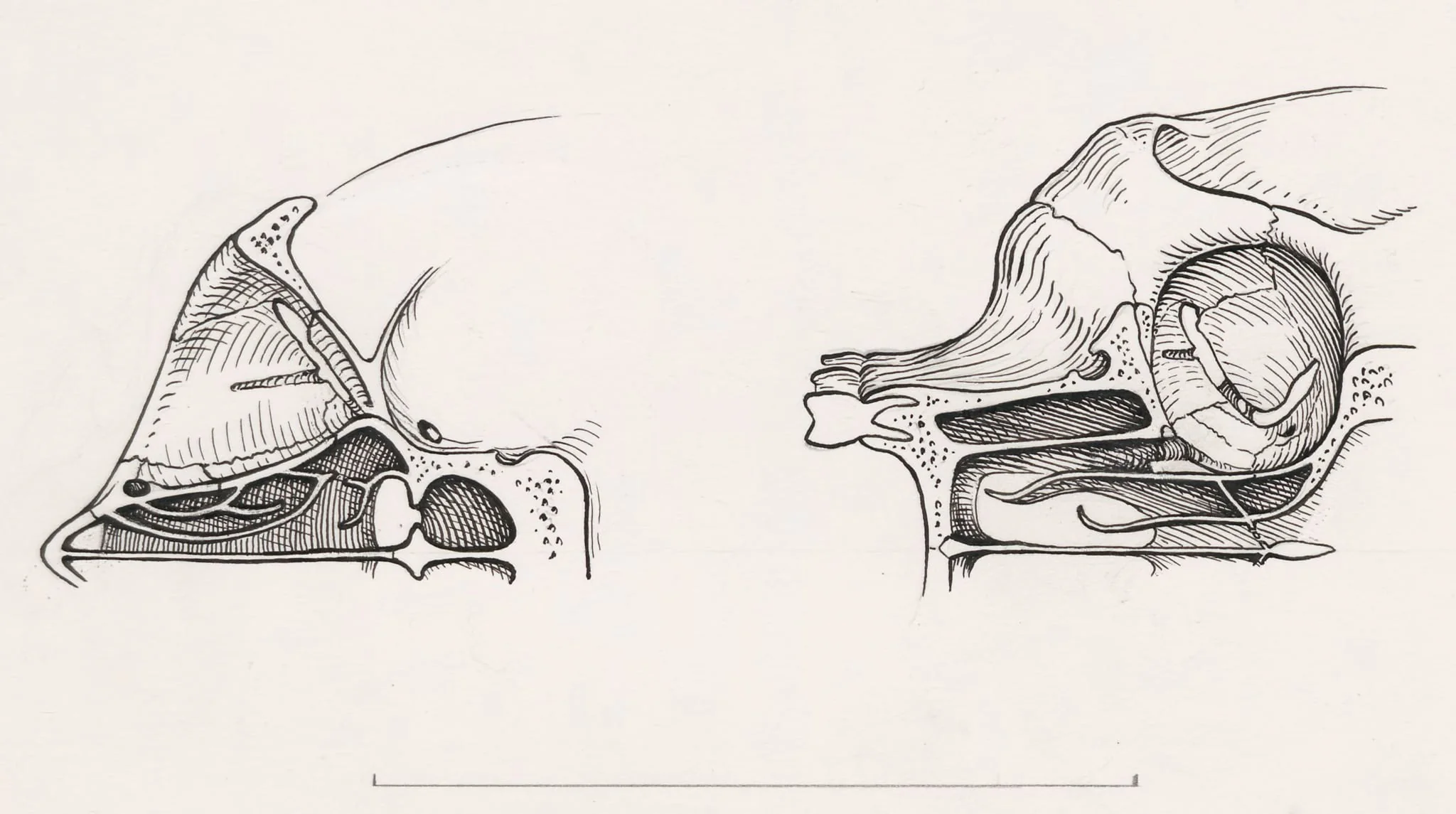Cross section of the palate and/or nasal cavity of a human and a mammal, by Unknown, 1970