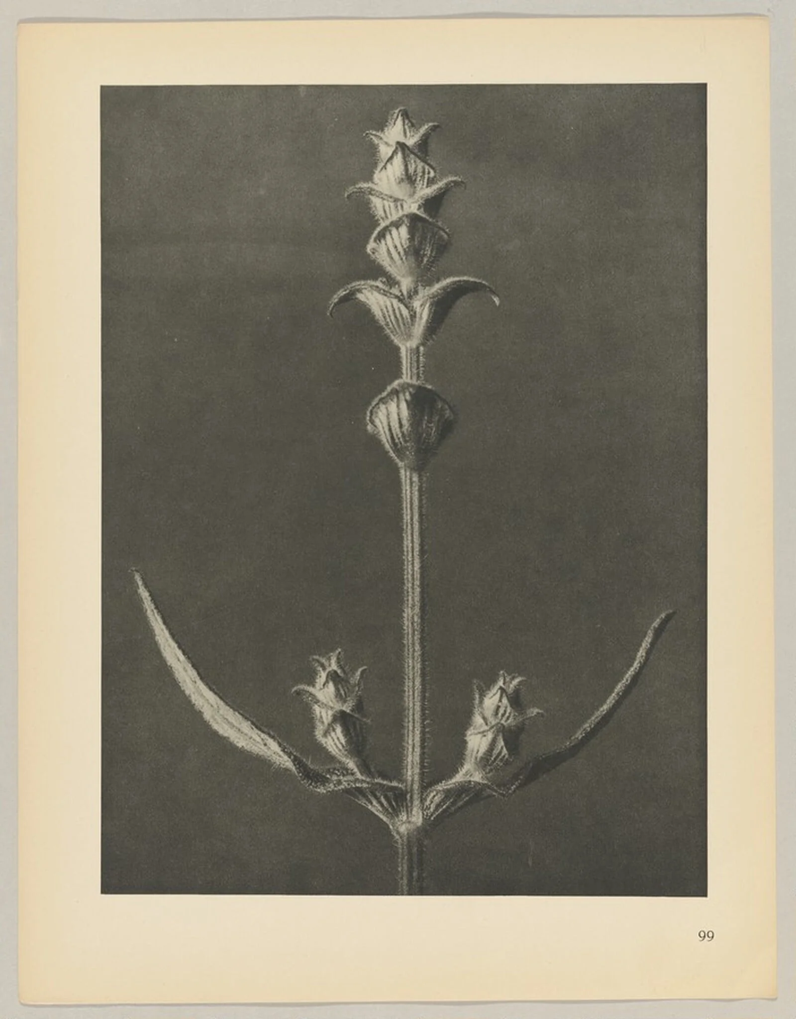 Salvia, by Karl Blossfeldt, 1928
