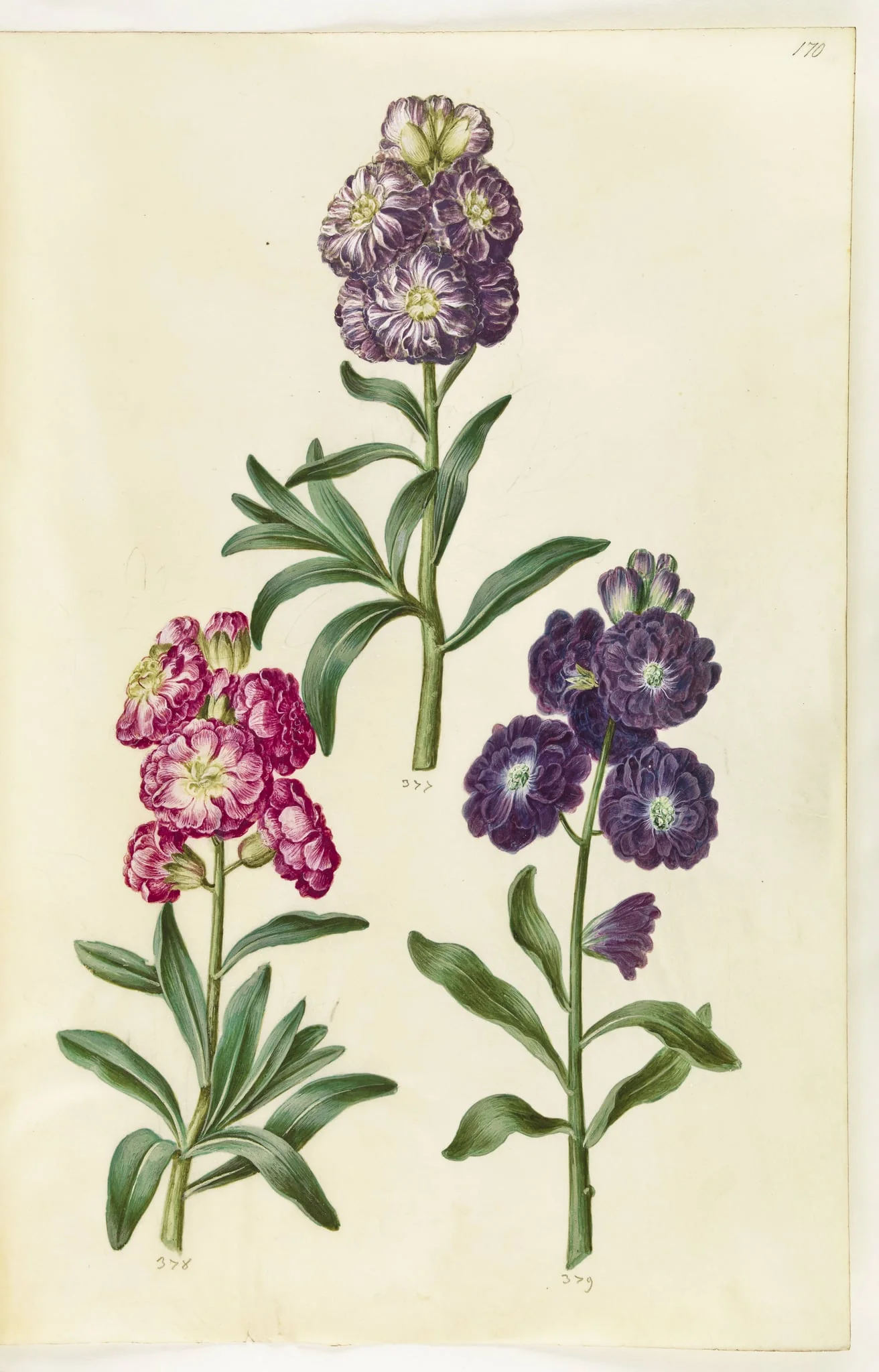 Titelblad. Blomsterkrans, by Unknown, unspecified, 1650
