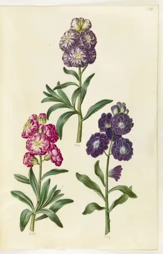 Titelblad. Blomsterkrans