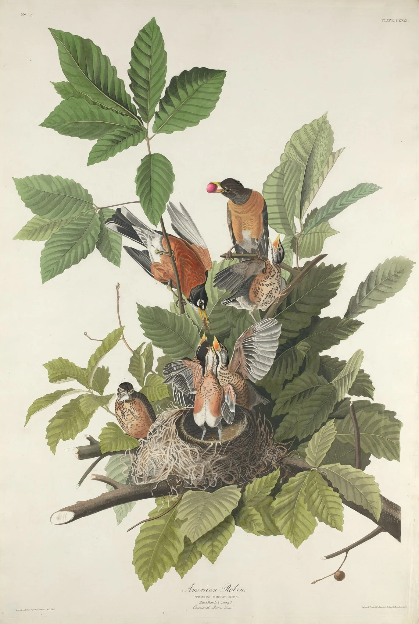 American Robin, by Robert Havell Jr., ink, 1832