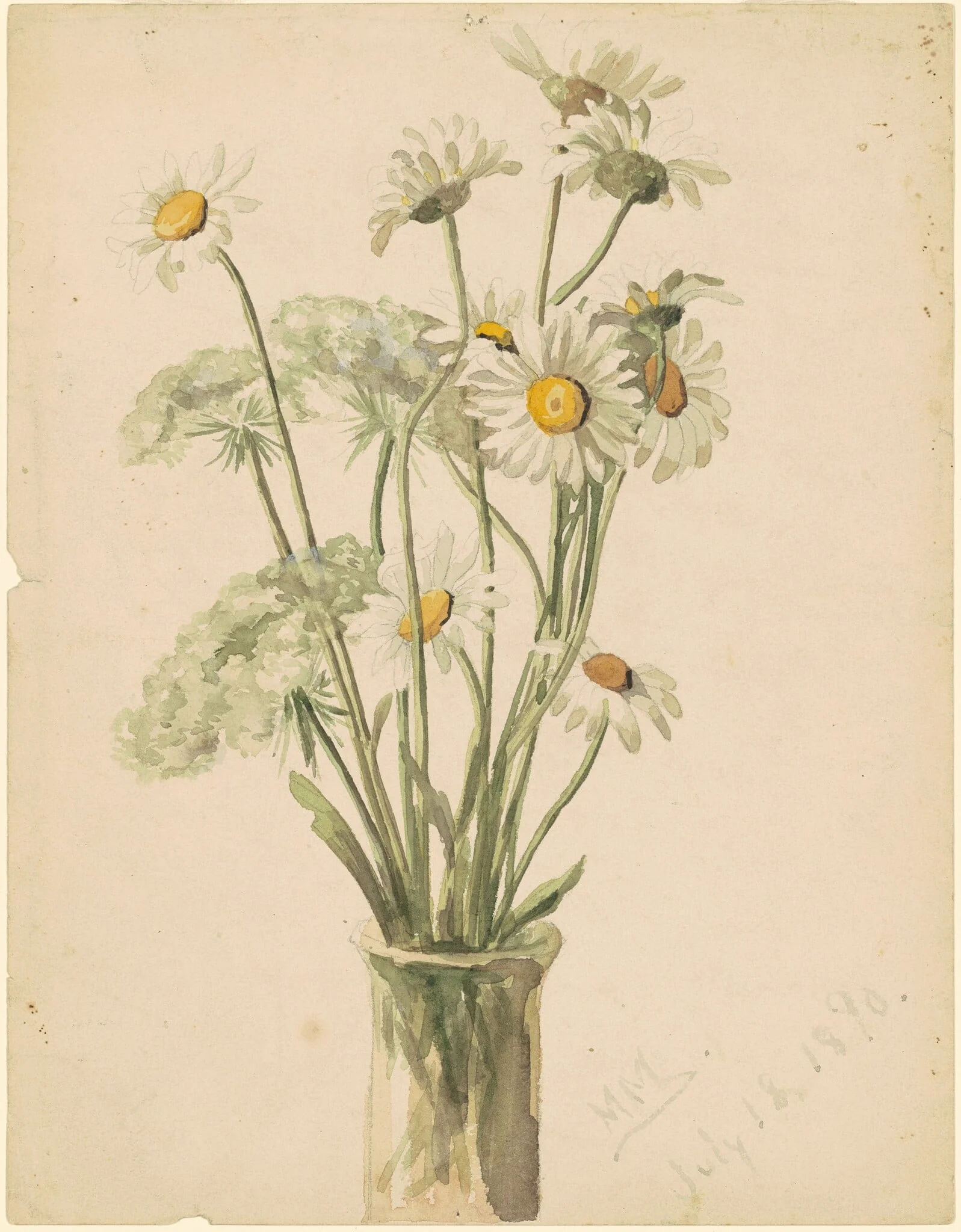 Daisies and Queen Ann's Lace, by Marietta Minnigerode Andrews, graphite, 1890
