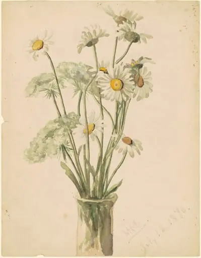 Daisies and Queen Ann's Lace