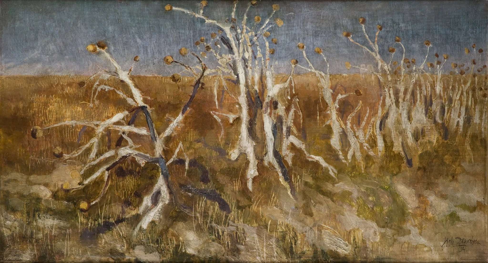 Musk Thistles