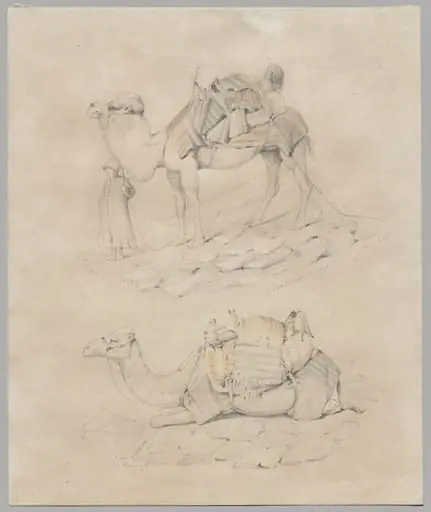 Study of Camels
