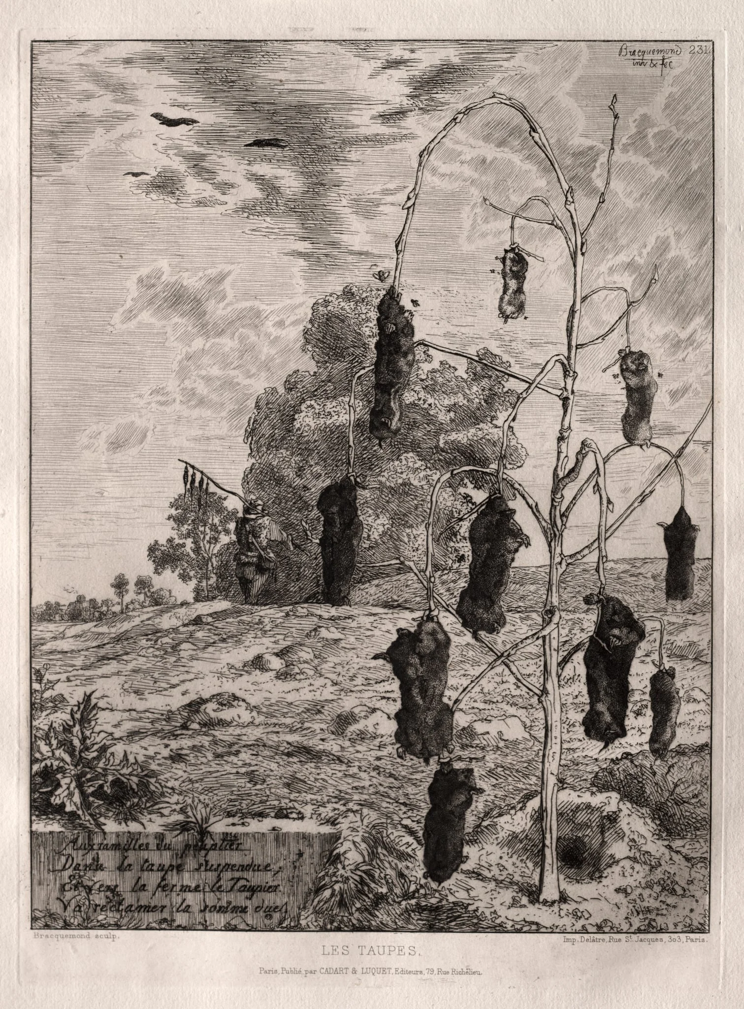Moles, by Félix Bracquemond, 1854