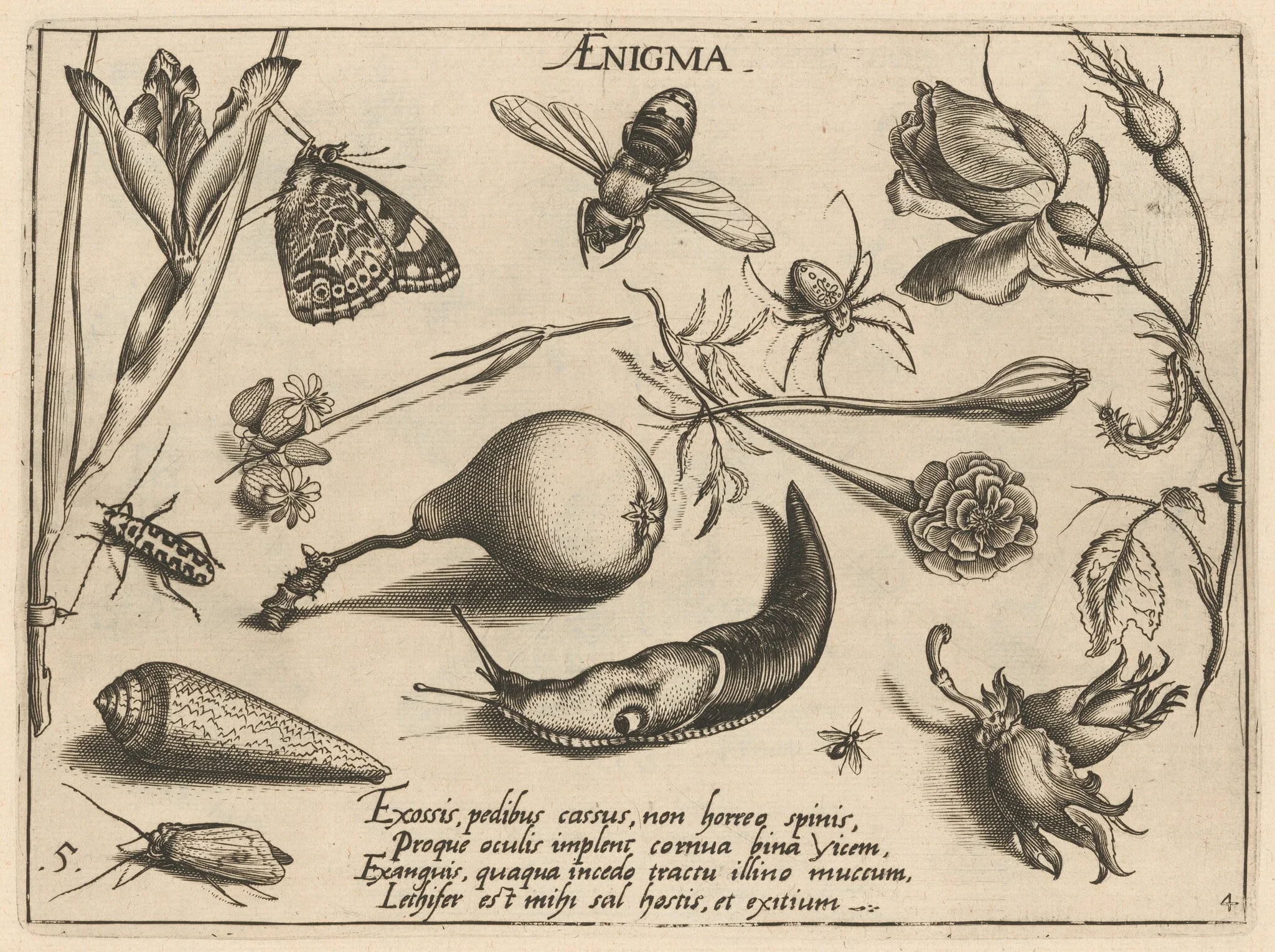 Archetypa studiaque patris Georgii Hoefnagelii [Part 4, Plate 5], by Jacob Hoefnagel, ink, 1592