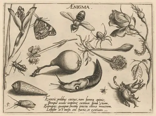 Archetypa studiaque patris Georgii Hoefnagelii [Part 4, Plate 5]