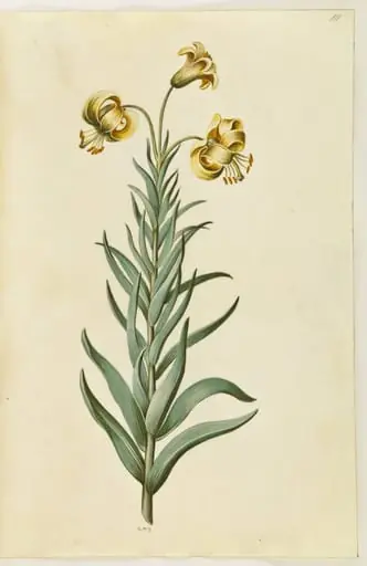 Lilium pyrenaicum (pyrenæisk lilje)
