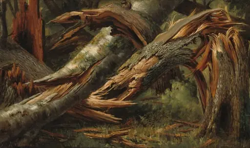 Fallen Tree