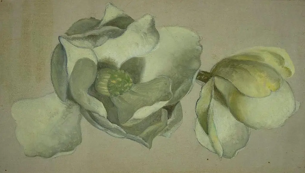 Study of Two Magnolia Blossoms