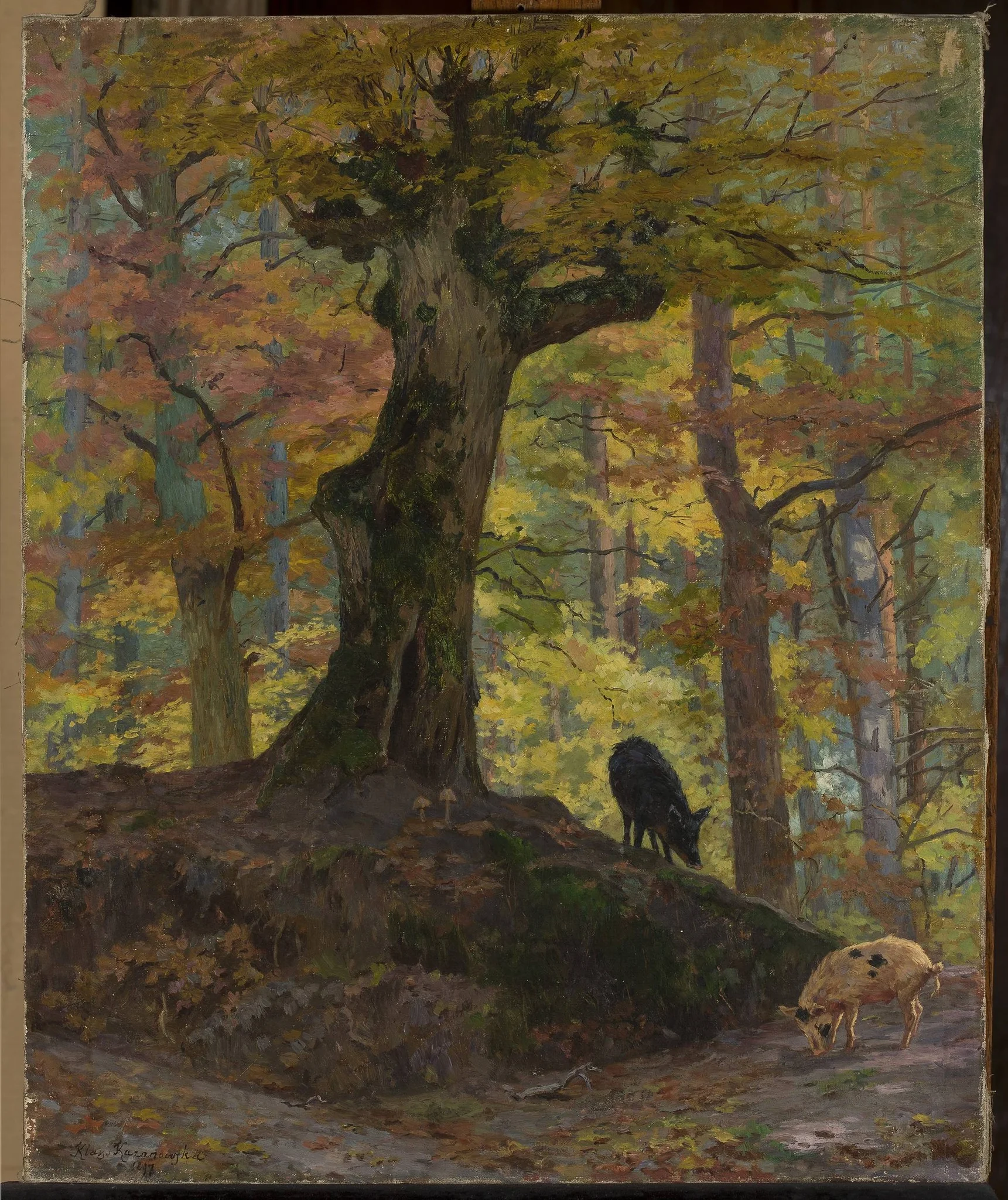 Wild pigs in the forest