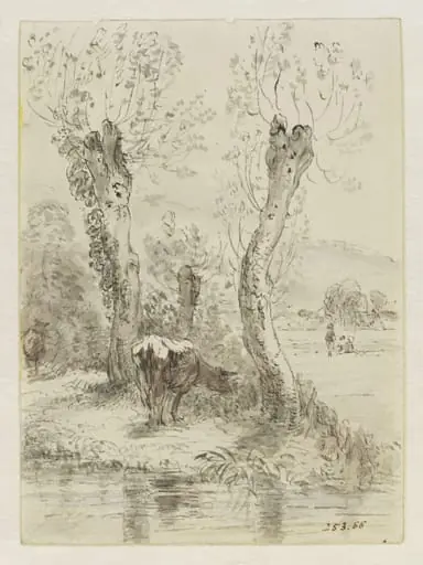 Cows grazing, Salisbury