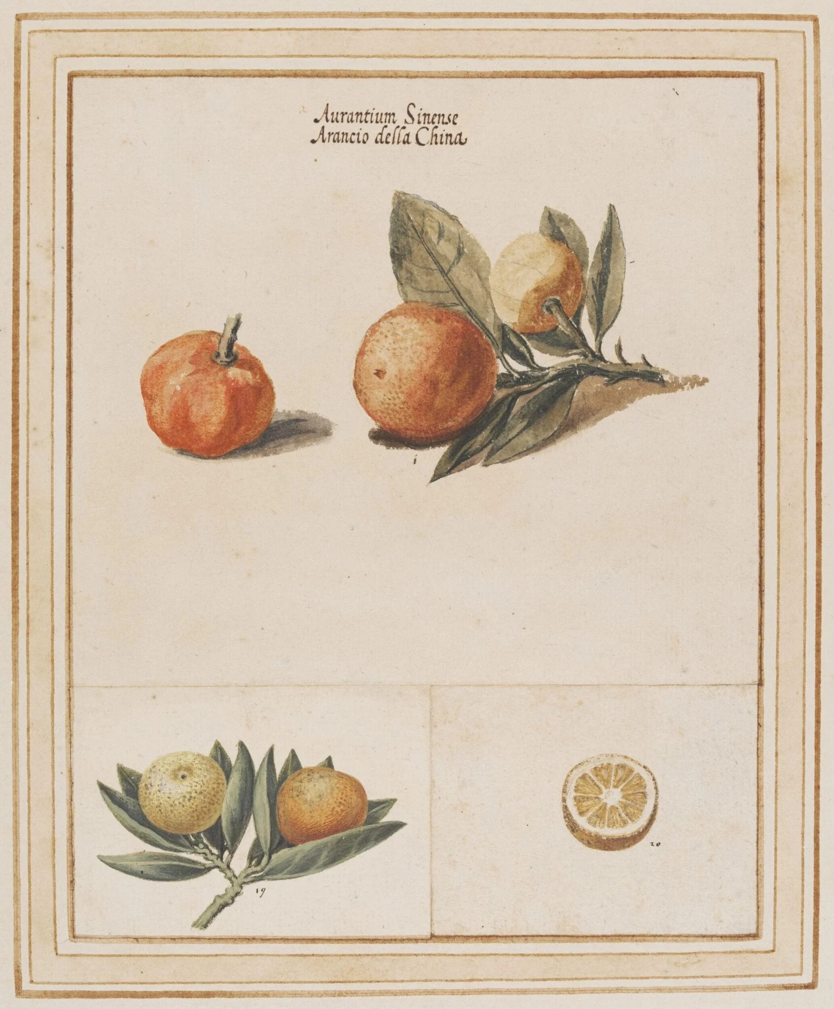 Myrtle-leaf orange, Citrus myrtifolia