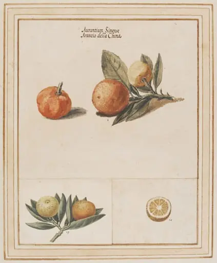 Myrtle-leaf orange, Citrus myrtifolia